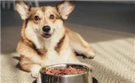 狗狗为什么会挑食啊