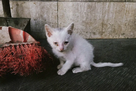 为什么大雨过后流浪猫会死 为什么大雨过后流浪猫会死