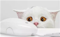 猫咪为什么突然不黏你了呢
