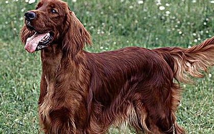 你们说，爱尔兰塞特犬是什么类型的狗狗？