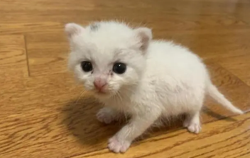 40天的小奶猫突然呕吐 40天的小奶猫突然呕吐