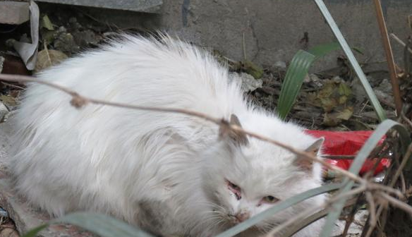  捡了流浪猫再丢弃它会死吗