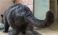 猫咪尾巴鼓起来一个包是什么