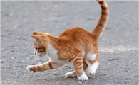 猫咪为什么上下摇尾巴呢