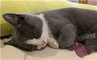 猫咪为什么害怕主人抱着睡呢