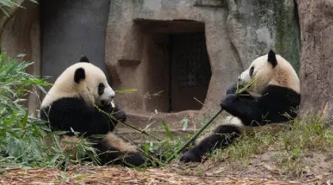 熊猫的性格特点是什么