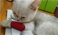 猫咪生病不吃不喝怎么办啊