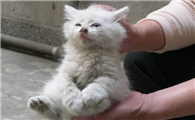 猫咪为什么没人领养啊
