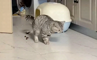 猫咪突然随地排便是怎么回事