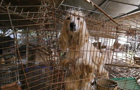 阿富汗猎犬站旁边牧羊犬瞬间变「柯基」妈笑说：要慎选拍照伙伴 