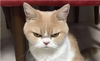 猫咪为什么对人凶呢