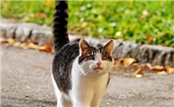 猫咪的尾巴为什么乱动呢