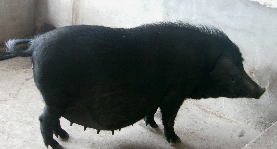 大蒲莲猪的饲养方法与注意事项！