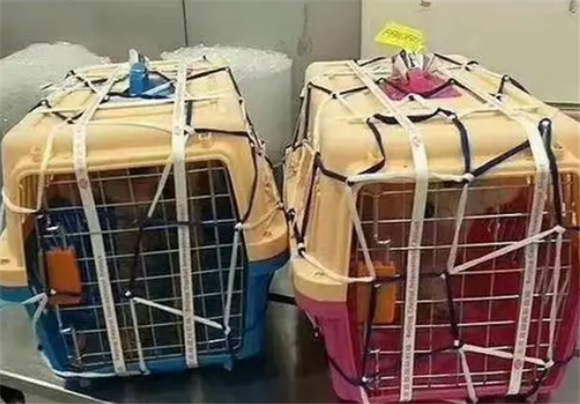 华众宠物托运怎么样?可靠吗? 华众宠物托运怎么样?可靠吗?