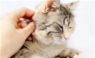 猫咪为什么睡前要踩踩踩啊