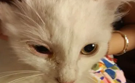 猫咪瞳孔为什么会变红