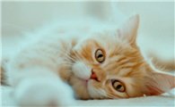 小猫咪为什么好睡呢