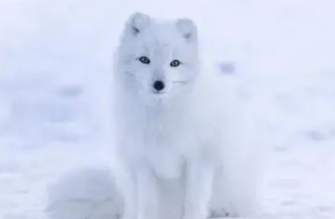 雪狐可以养吗?不妨来看看吧 雪狐可以养吗?不妨来看看吧