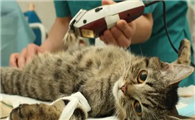 猫咪为什么要做绝育呢