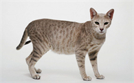 猫咪为什么喜欢埋粑粑呢