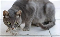 猫咪为什么要抓猎物呢
