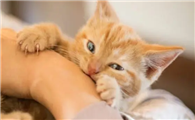 猫咪为什么会随便咬人啊