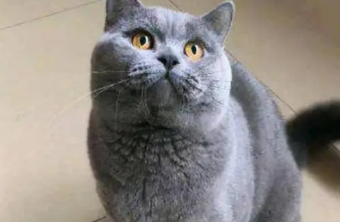有孩子的家庭适合养蓝猫吗为什么