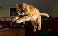 猫咪为什么使劲跑来跑去呢
