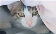 猫咪为什么总是喜欢爬床底呢