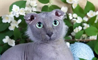 乌克兰猫咪品种