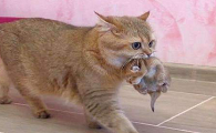 猫咪为什么会叼东西给我