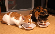 怎么让猫吃饭又不吃狗粮呢