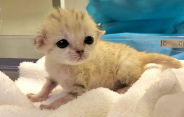 刚出生小奶猫不拉屎怎么办