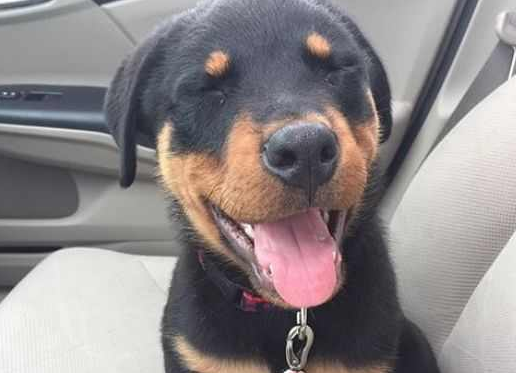 罗威纳犬小时候长什么样子的 罗威纳犬小时候长什么样子的
