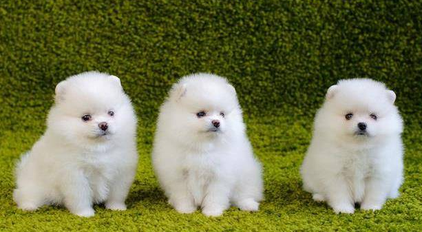 6种小型看家犬，颜值高！