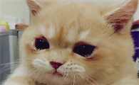 猫咪为什么感觉在流眼泪呢