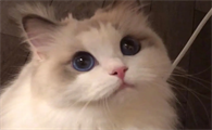 猫为什么会打自己呢