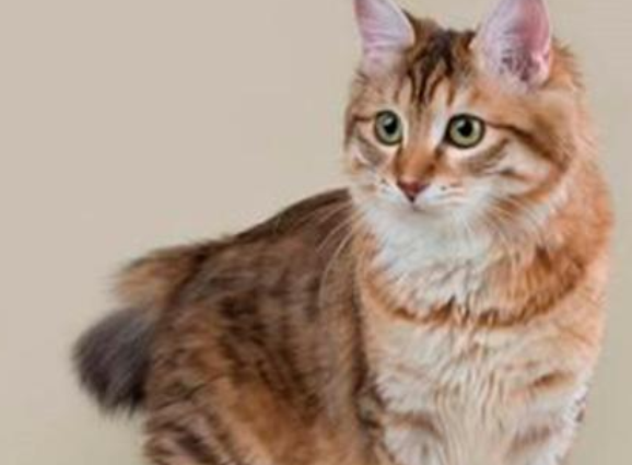 麒麟猫的十种特征 麒麟猫的十种特征