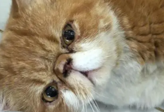 加菲猫泪痕红色怎么回事啊