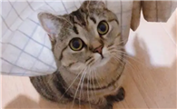 猫咪为什么吃红豆沙呢