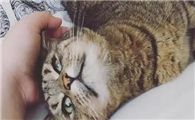猫咪为什么脖子蹭人头啊
