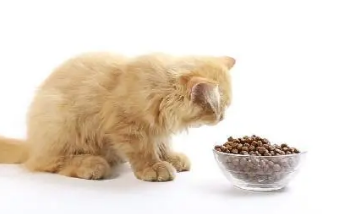 纽特莉猫粮价格 纽特莉猫粮价格