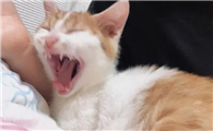 为什么靠近猫咪猫咪就会叫啊