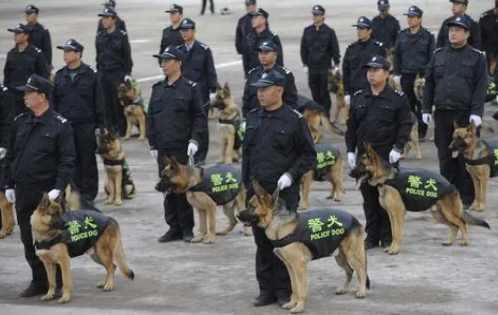 警犬老了以后怎么办？
