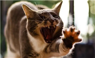 猫咪为什么会伸出爪子啊