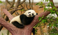 用英语介绍熊猫5句话带翻译