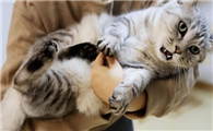 为什么夏天猫咪不黏人了啊