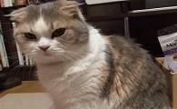 猫为什么最讨厌猫咪