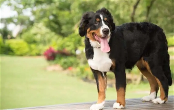 伯恩山犬的缺点优点有哪些？饲养前需了解