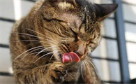 猫咪为什么怕酸味儿呢